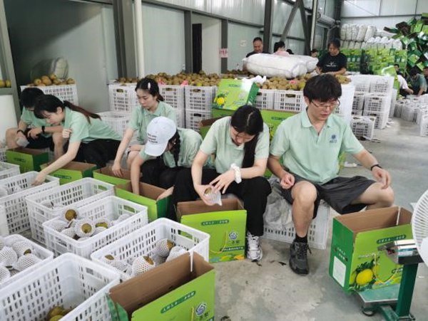 团队成员在分拣中心参与装货、分拣、套袋、装箱等。西南大学经济管理学院供图