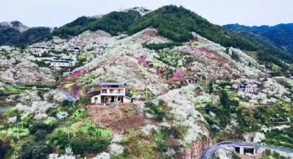 赵家街道南山村万亩李花盛开。赵家街道供图