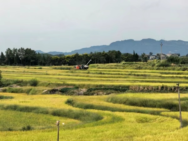 开竹村粮油农田。赵家街道供图