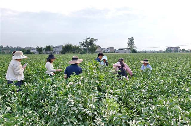 潼南区桂林街道八角村蚕豆基地，专家正在测产。记者 栗园园 摄/视觉重庆