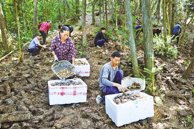 黔江区金溪镇望岭村林下天麻种植基地，村民正在采挖仿野生天麻。（本报资料图片）本组图片由特约摄影杨敏\视觉重庆