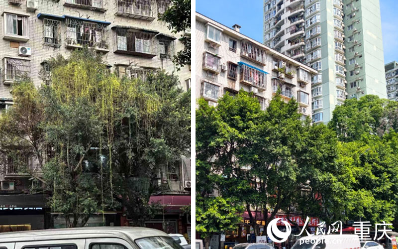 对比图。左图：网友提供 右图：人民网 陈琦摄