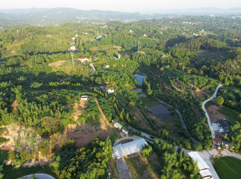 瞰山城丨重庆荣昌：山林生翠竹，竹山变金山