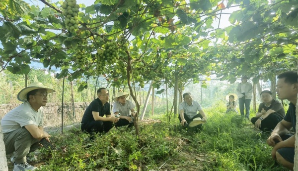 葡萄架下實地走訪。張作聯攝