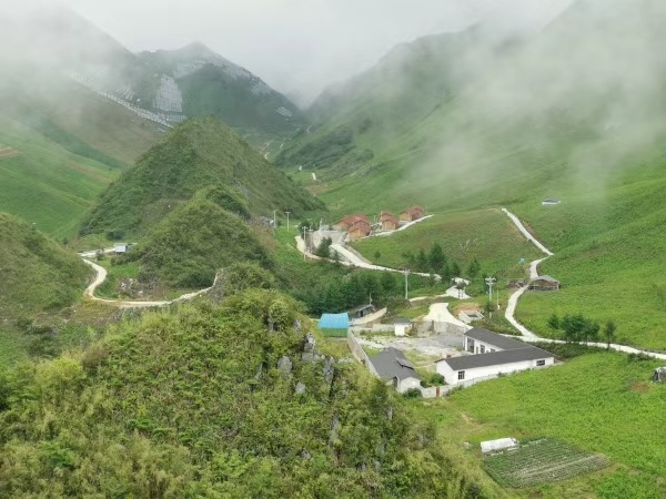 關面鄉七裡坪木香基地。張鑫坪攝
