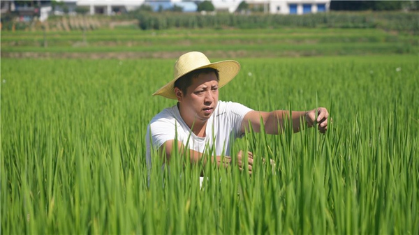 蟠龙镇义和村，李德波在查看水稻长势。舒琪琦摄