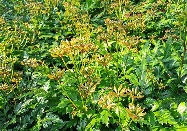 石柱黃連。工行重慶市分行供圖