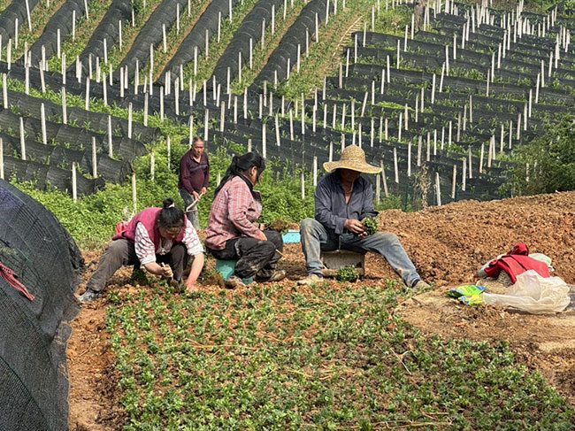 旺隆黃連種植基地。工行重慶市分行供圖