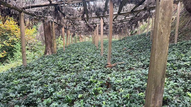 黃連種植基地。工行重慶市分行供圖