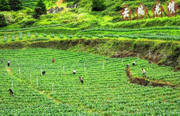 雨后的石壕镇风景如画（资料图片）。陈星宇摄