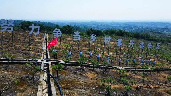 无人机俯拍花椒基地实景。陈俊辉摄