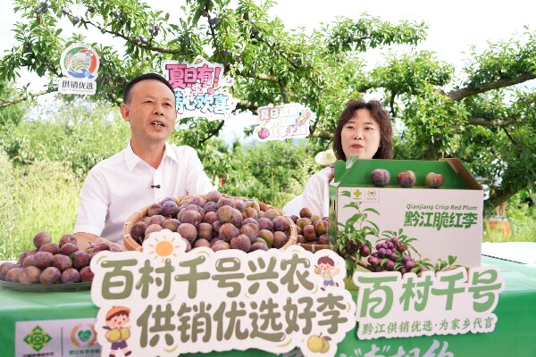 黔江中塘镇：“中国脆红李之乡”与“李”相约