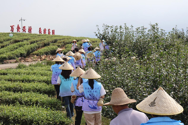 实践团成员进入茶园参与采摘作业。重庆师范大学供图