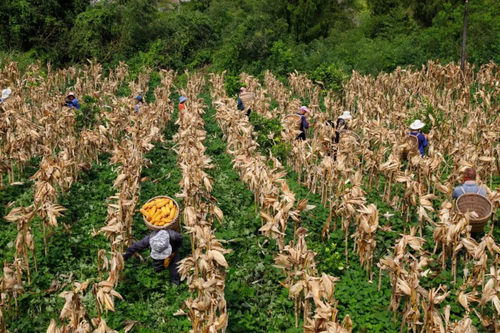 協助搶收玉米。武隆區融媒體中心供圖