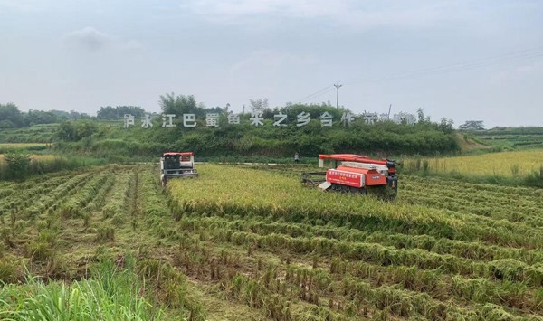 在江津,收割机穿梭田间收割水稻。牟举辉摄