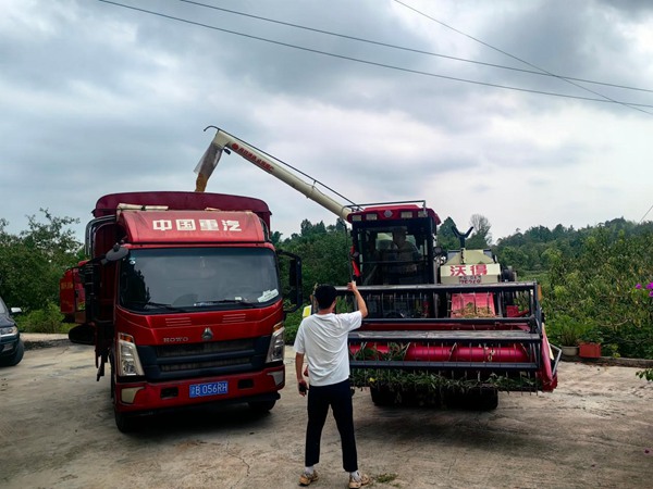铜梁插腊村,技术员正在指挥收割机将粮食转往运输车。彭韦摄