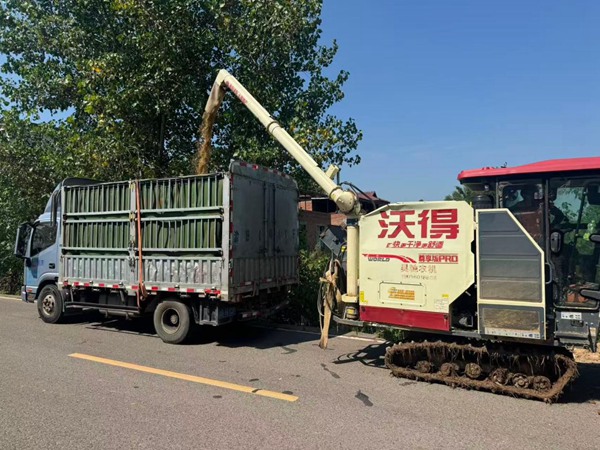在永川,收割机正在将粮食转往运输车。邹家杰摄