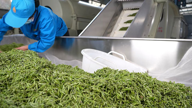 工人们正在挑选茶叶。工行重庆市分行供图