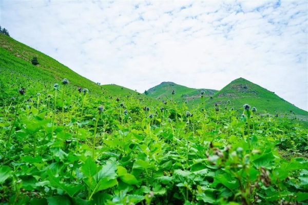 七里坪木香基地。开州区融媒体中心供图