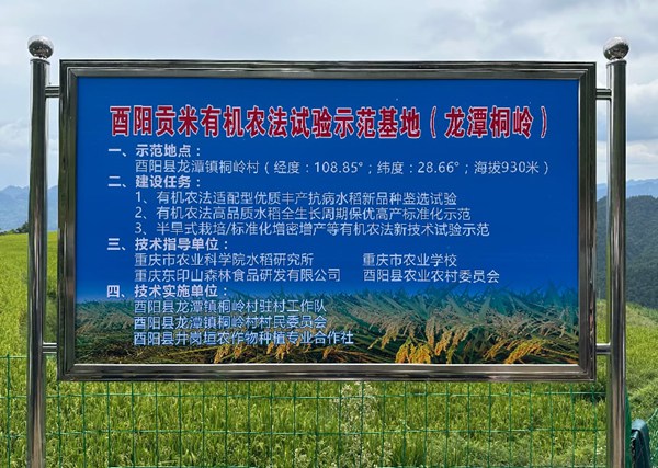 酉陽貢米有機農法試驗示范基地。重慶西投集團供圖