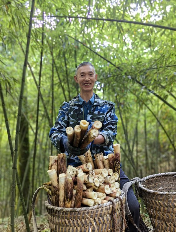 早上7点钟，笋农抢收方竹笋。中国邮政重庆市分公司供图