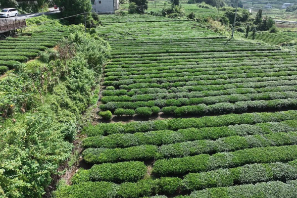 秀山茶園。重慶電信供圖