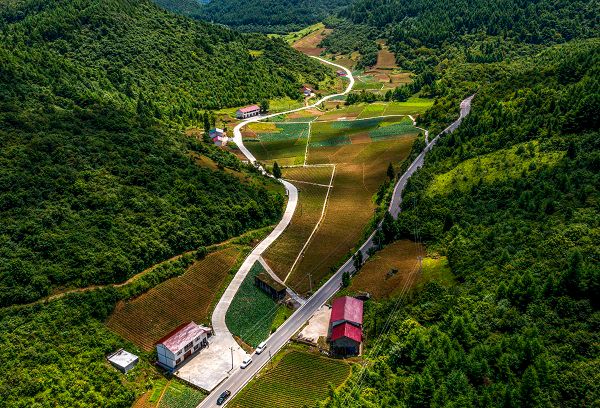 红椿乡川牛膝种植基地。巫山县中药材产业发展中心供图