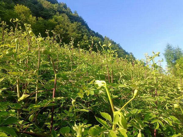 巫山种植的独活。巫山县中药材产业发展中心供图