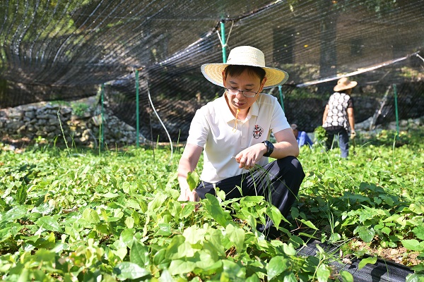 金长沛在淫羊藿种植基地拔草。受访者供图
