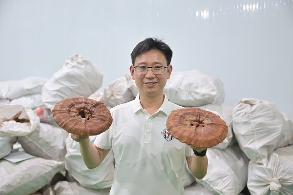 今年种植的灵芝实现大丰收。受访者供图