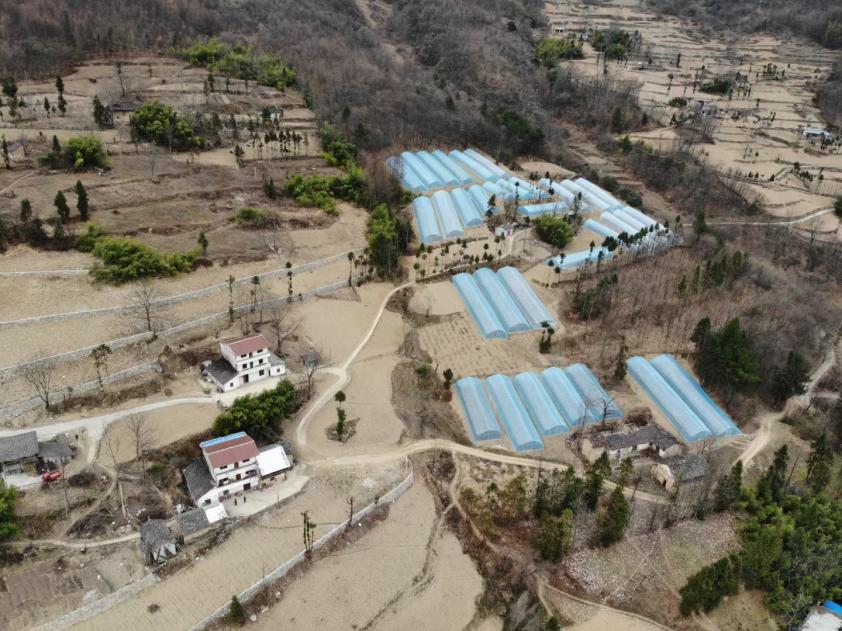 当阳贝母大棚俯瞰图。巫山县中药材产业发展中心供图