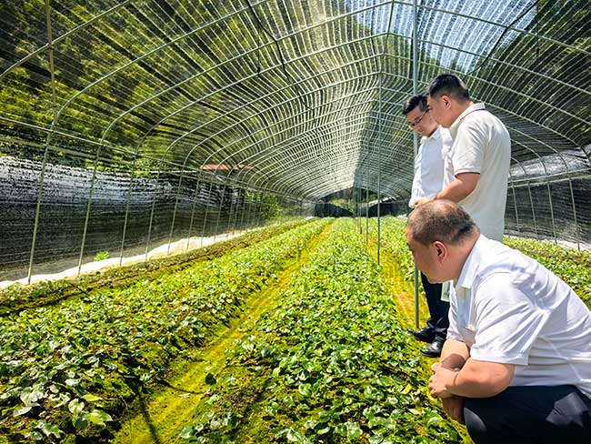 重庆农商行城口支行走访企业。重庆市委金融办供图