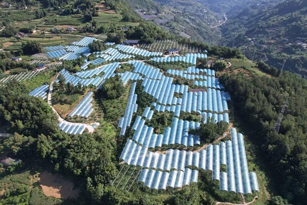 集群項目資金支持巫山縣青脆李避雨栽培建設項目，助力物理避雨。巫山縣果品產業發展中心供圖