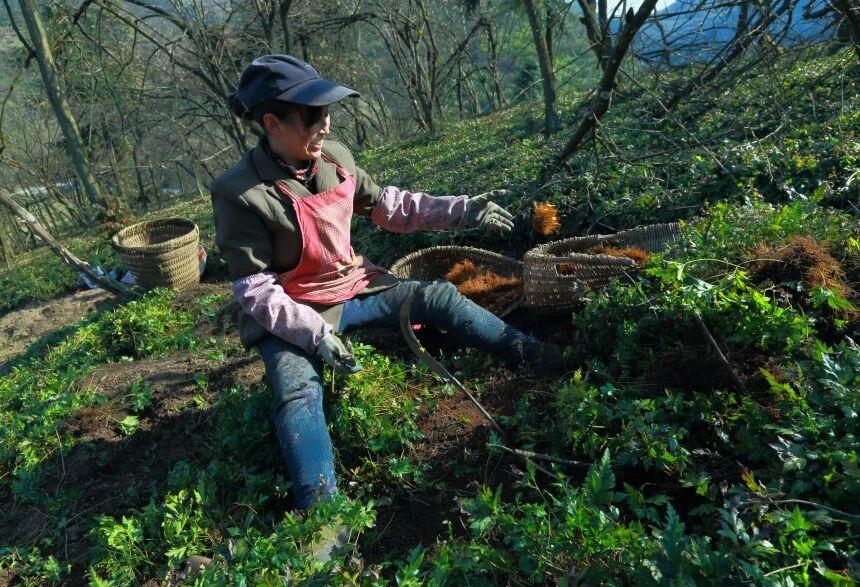 農戶在地裡採收黃連。石柱縣農業農村委供圖