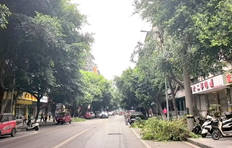 绿化管护人员对行道树进行整治。九龙坡区西彭镇人民政府供图