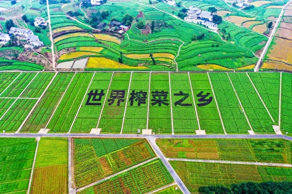 涪陵被誉为“世界榨菜之乡”。涪陵区委宣传部供图